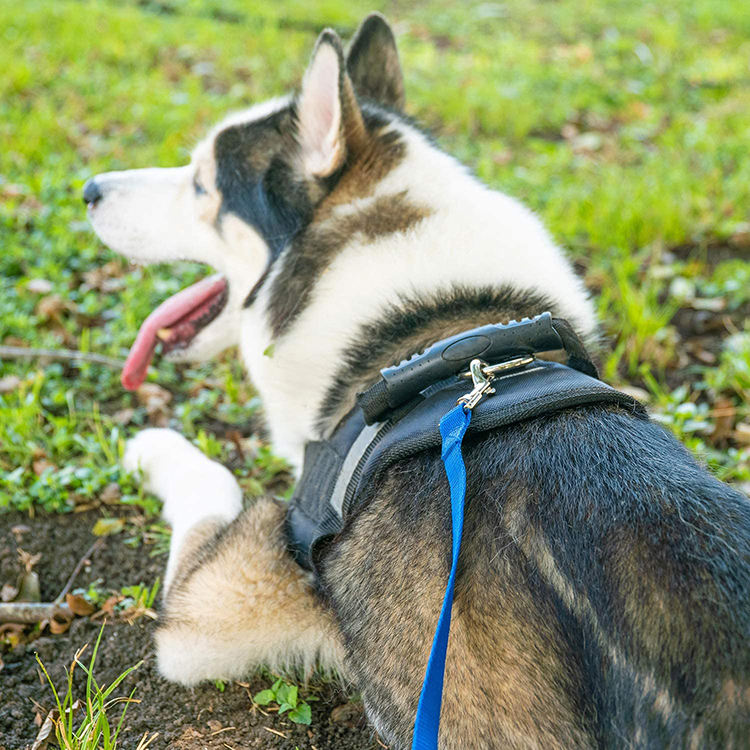 Puppy Obedience & Recall Training Agility Set – Complete Training Kit